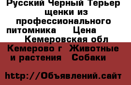 Русский Черный Терьер - щенки из профессионального питомника ! › Цена ­ 25 000 - Кемеровская обл., Кемерово г. Животные и растения » Собаки   